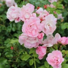 Apple Blossom Flower Carpet Rose